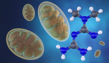 Understanding how metformin works - UdeMnouvelles