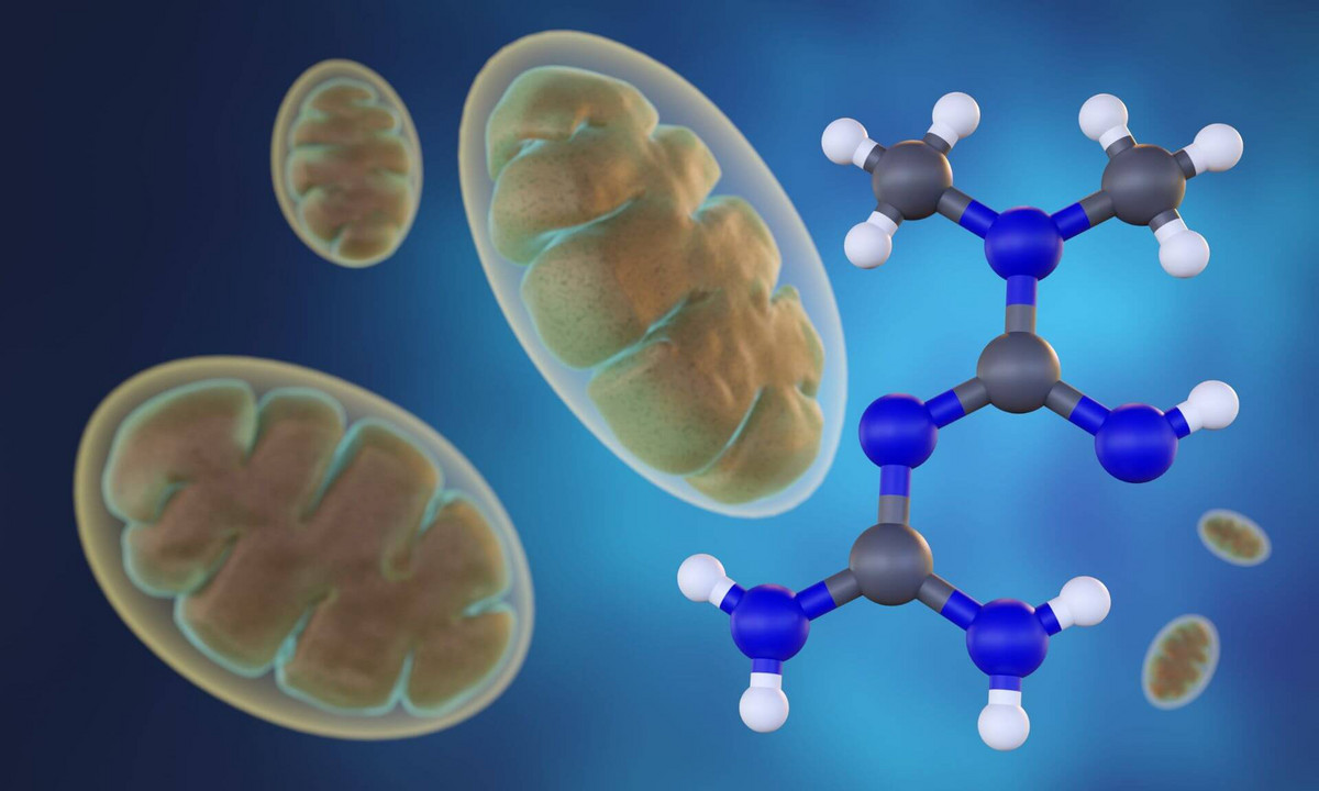 Understanding how metformin works - UdeMnouvelles