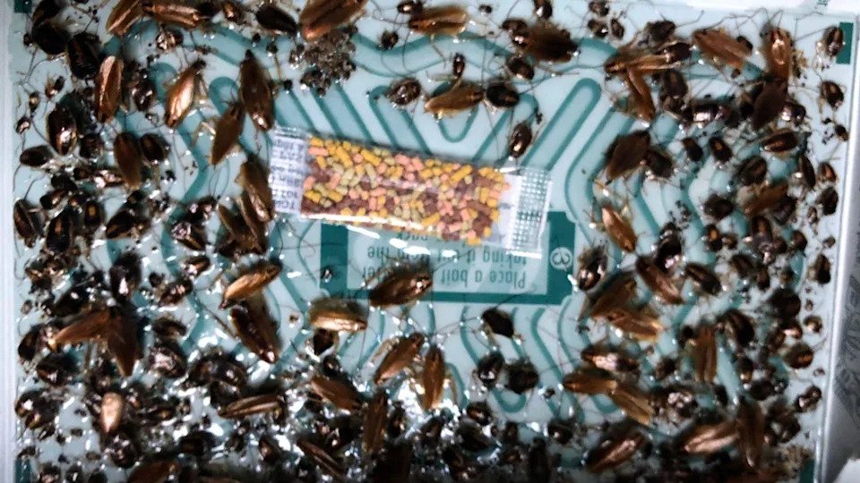 A close-up image shows a cockroach infestation on a monitoring trap, with dozens of brown and black insects of varying sizes clustered across a glossy surface. At the centre lies a small sachet of multicoloured bait granules,