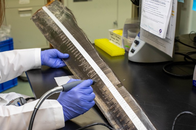 A researcher wearing gloves takes a sample from a baleen plate.