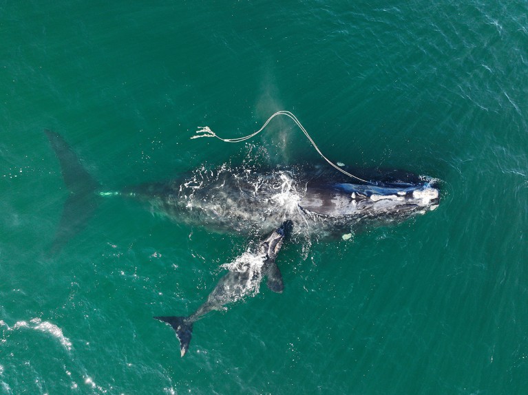 An aerial view of a North Atlantic right whale entangled in fishing rope with a newborn calf at its side.