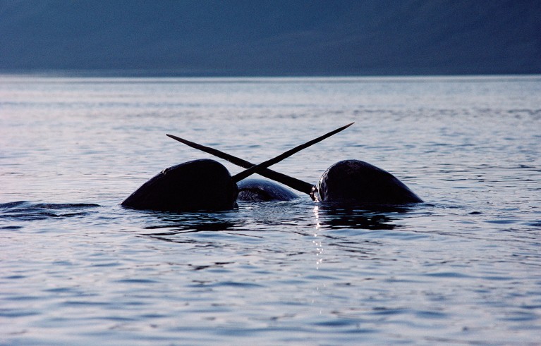 A pair of Narwhal males sparring over the carcass of dead female.
