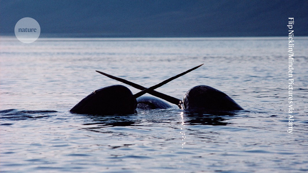 Meet the biologists deciphering marine-mammal histories from baleen, whiskers and tusks
