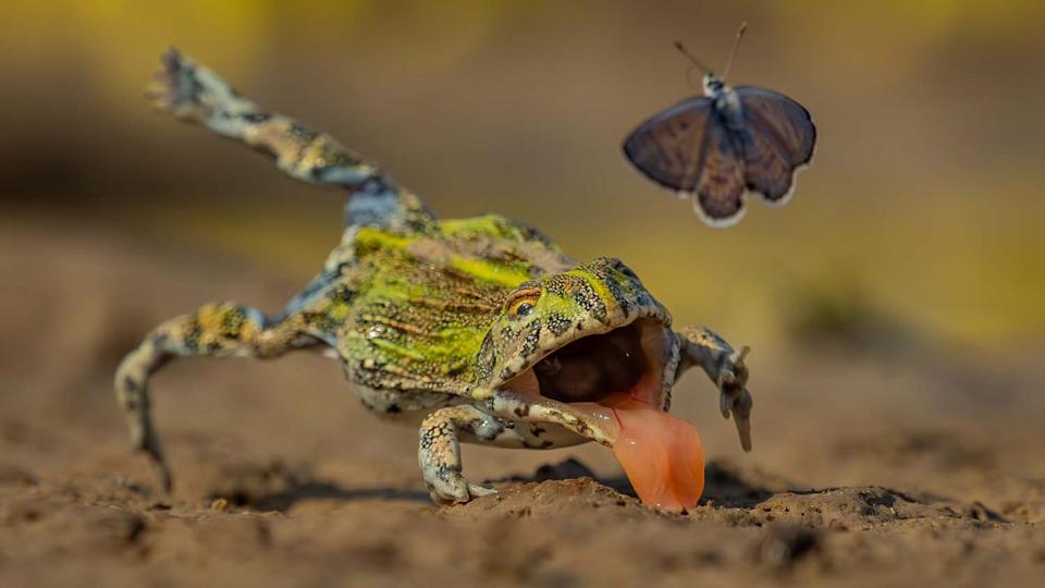 Close-up of a frog with green and black skin licking the ground, reaching upward toward a nearby flying butterfly.