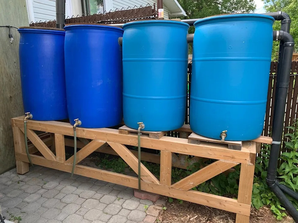 Spring brings lots of rain, so get your barrels ready for hookup in May. Photo, Deborah Maier