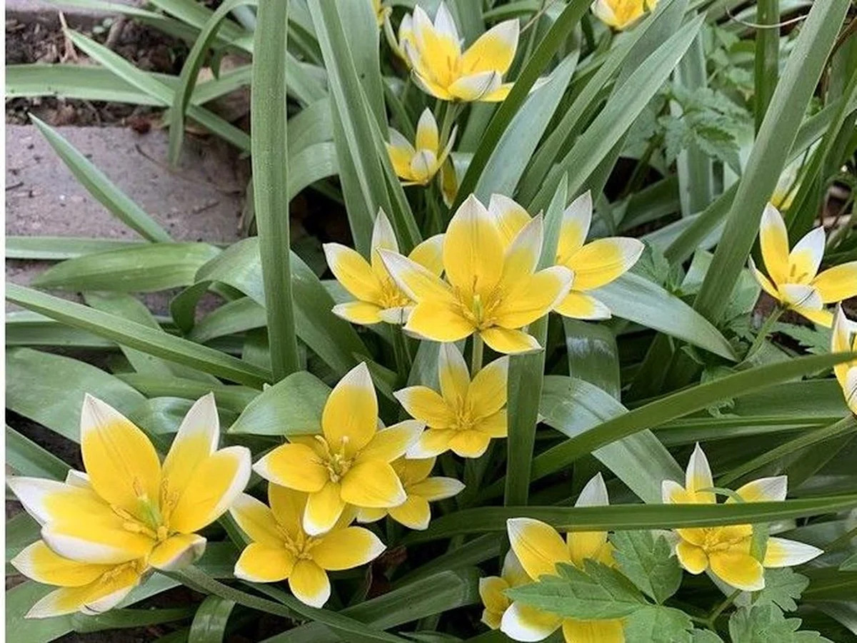 Gardening in Calgary: Are you ready for spring?