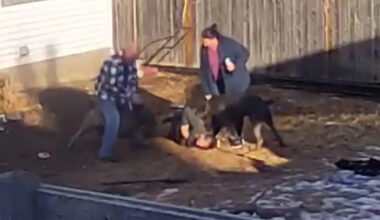 Edmonton woman says owner of killer dogs 'shrugged' after mauling