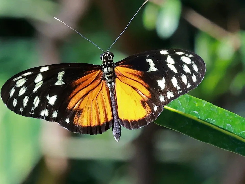 A monarch butterfly at the Wilder Institute/Calgary Zoo on April 20, 2026.