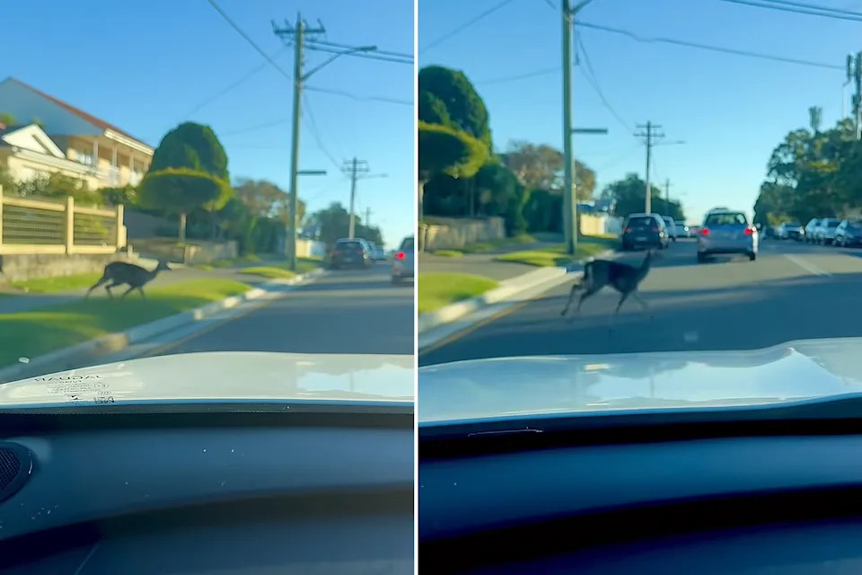 While the Sutherland Shire is in proximity to NSW's Royal National Park, experts warn animals are spreading further across the continent.