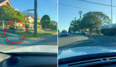 Driver's warning as destructive threat takes over Aussie suburbs: 'They're everywhere'