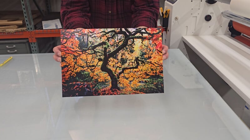A person in a red plaid shirt holds a vibrant photo of a tree with twisting branches and colorful autumn leaves, standing behind a glass-top work table.