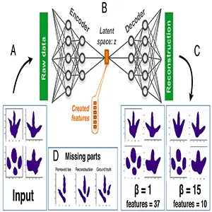 The disentangled variational autoencoder method. Silhouettes of dinosaur footprints (A) are processed through an artificial neural network (B) with a dimensional bottleneck in its center. Credit: PNAS