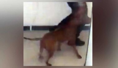 dog attack toronto