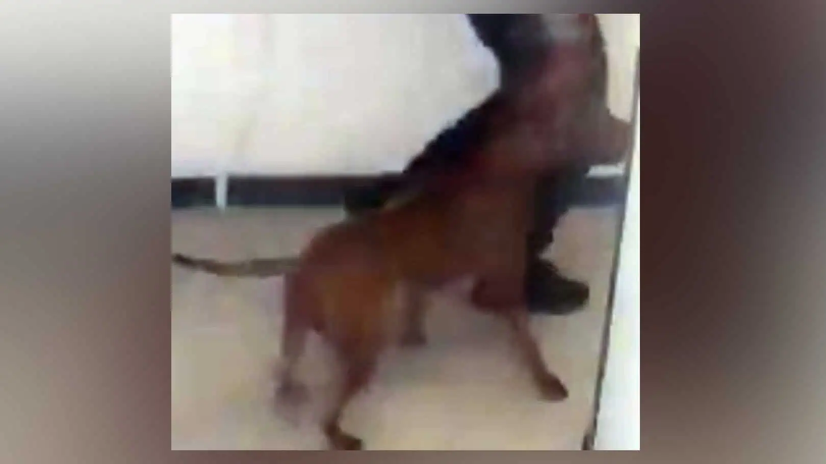 dog attack toronto
