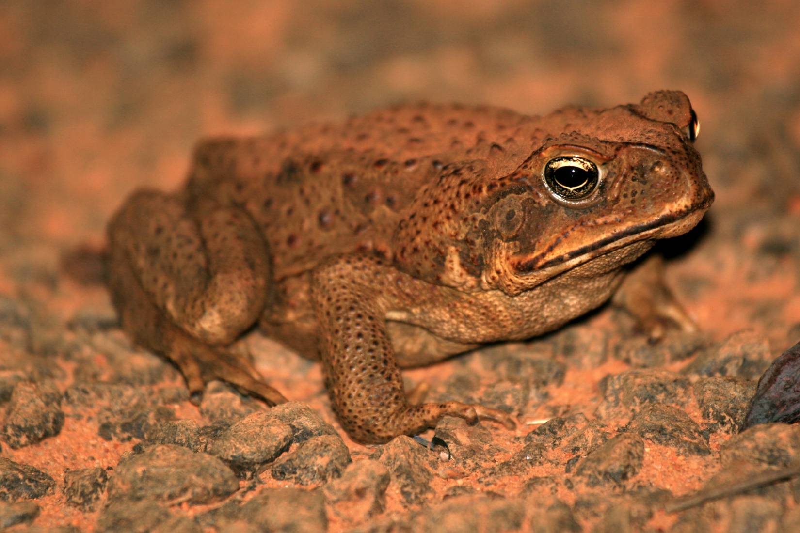 Cane toad