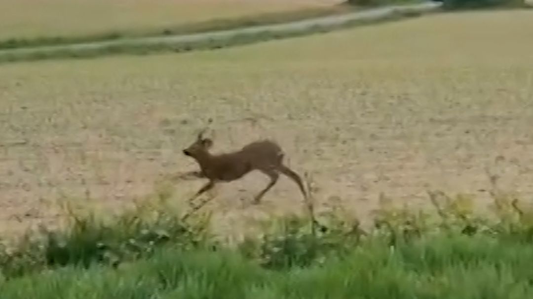 Drunk deer 1.jpg
