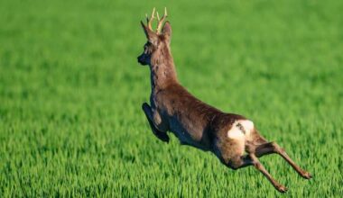 Police in France alert drivers to ‘unpredictable’ hazard of drunken deer - National