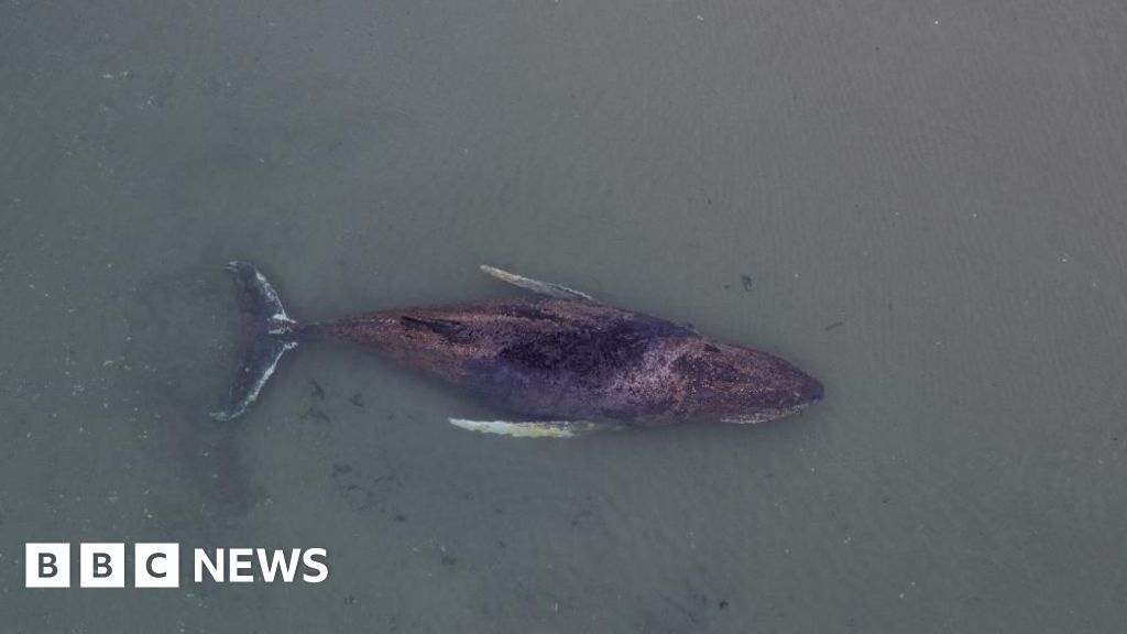 Danes try to tow dead whale from island beach after failed German rescue - BBC