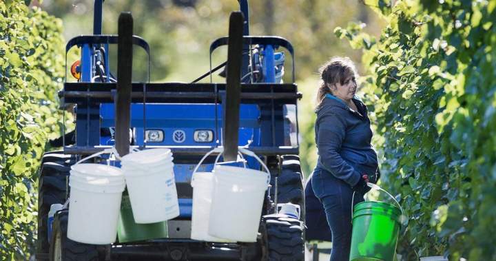 Canadian wineries say scrapping provincial trade barriers would add billions to GDP