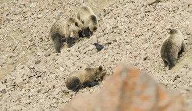 'They taste like honey-roasted peanuts': Filmmaker finds 47 grizzlies gorging on moths in Absarokas