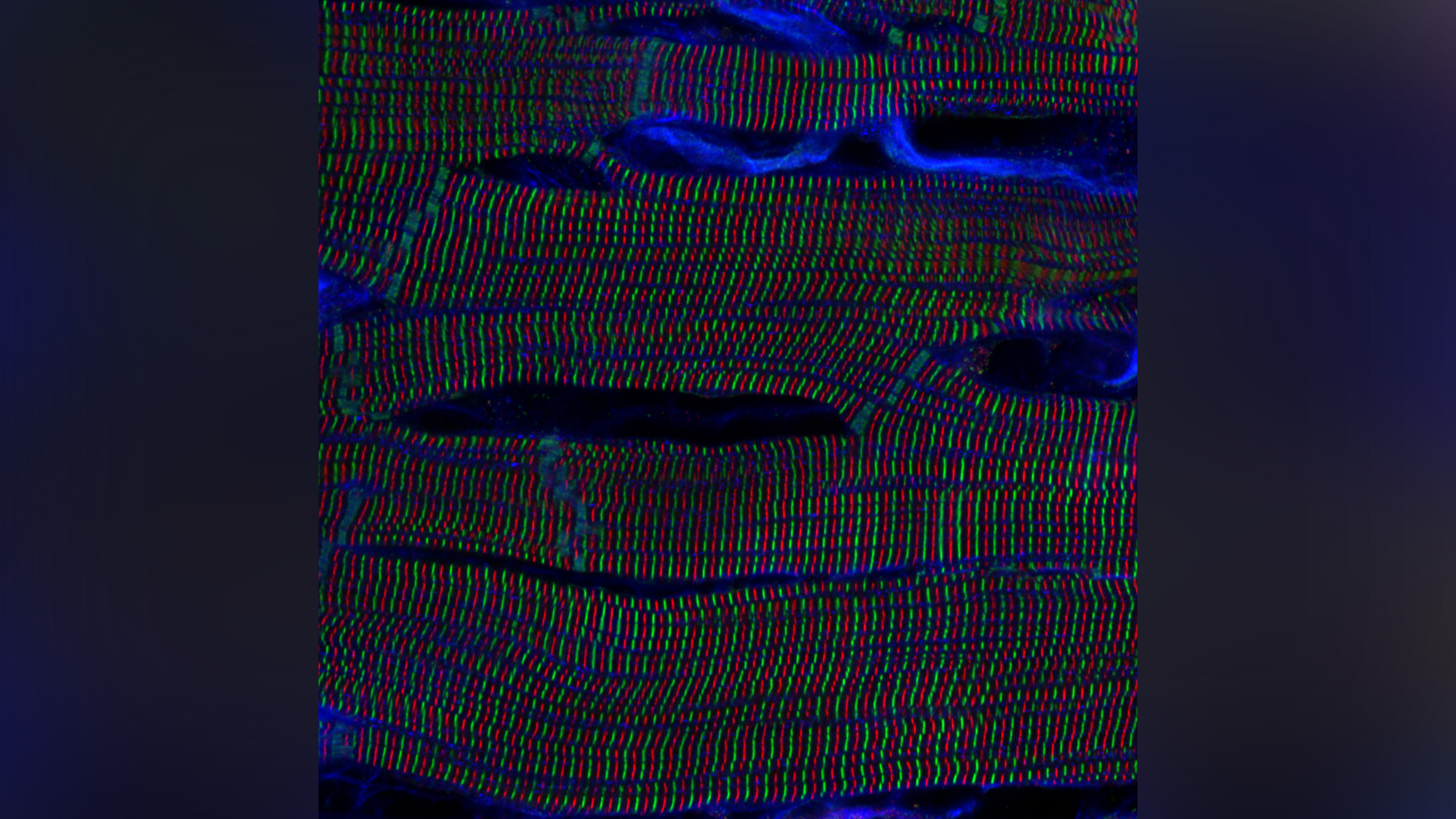 Microscopic image of rat heart cells. 