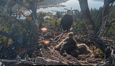 Jackie and Shadow's Big Bear eaglets have been named
