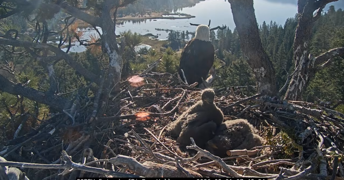 Jackie and Shadow's Big Bear eaglets have been named