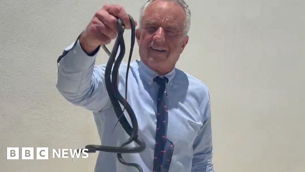 Robert F Kennedy Jr grabs writhing snakes on a Florida patio - BBC