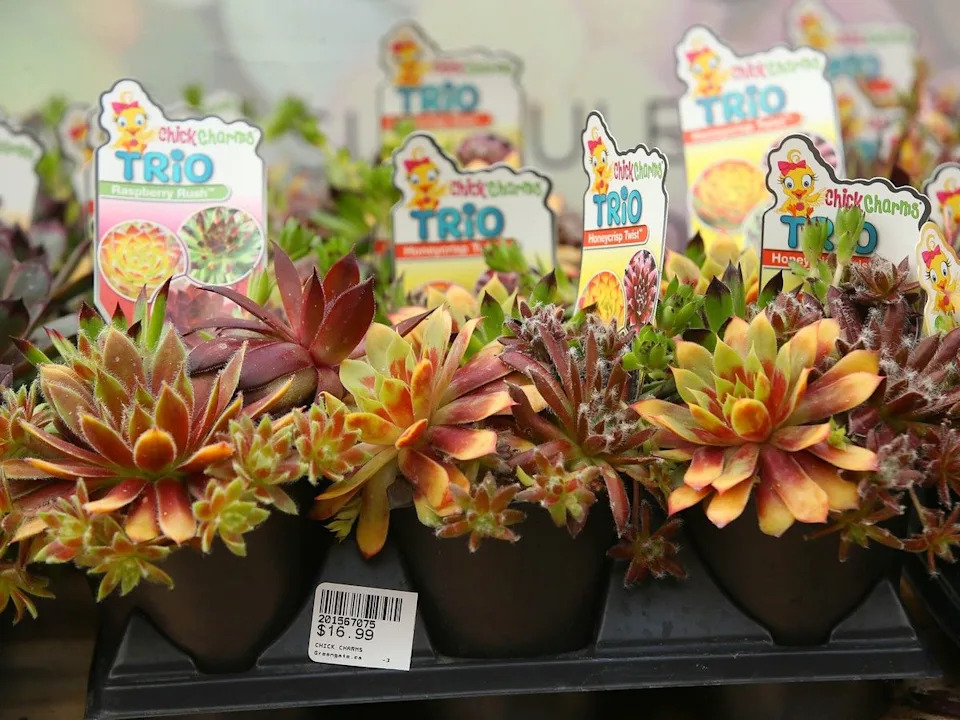 Some drought resistant plants and flowers for Calgary’s growing zone.