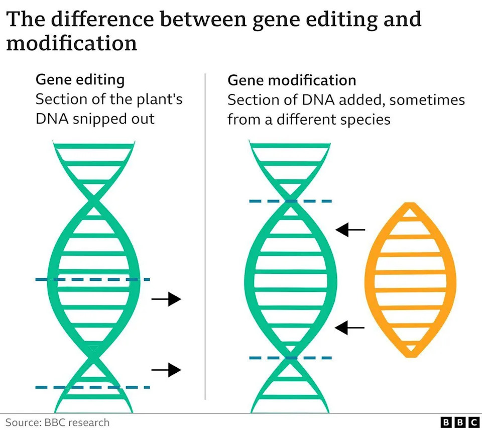 A graphic describing the difference between gene editing and genetic modification
