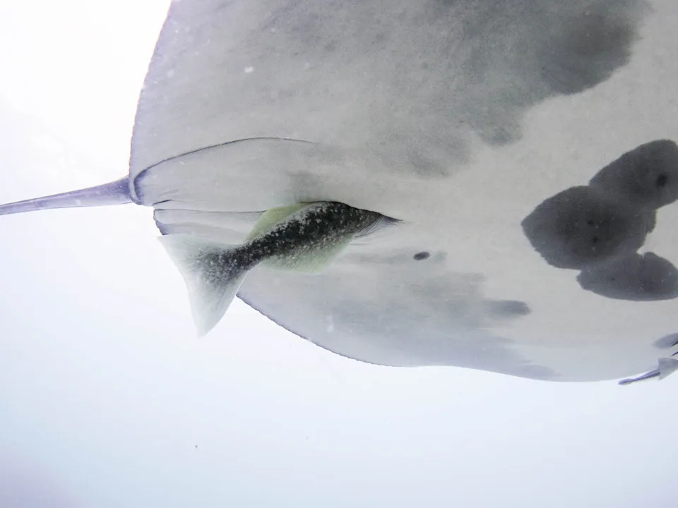 A provided image of a large remora in the cloacal opening of a manta ray.