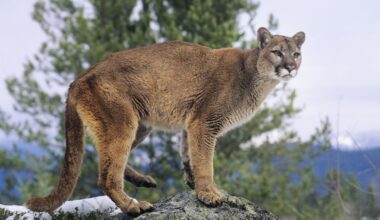 WildSafe BC issues public warning after multiple cougar sightings in Kamloops