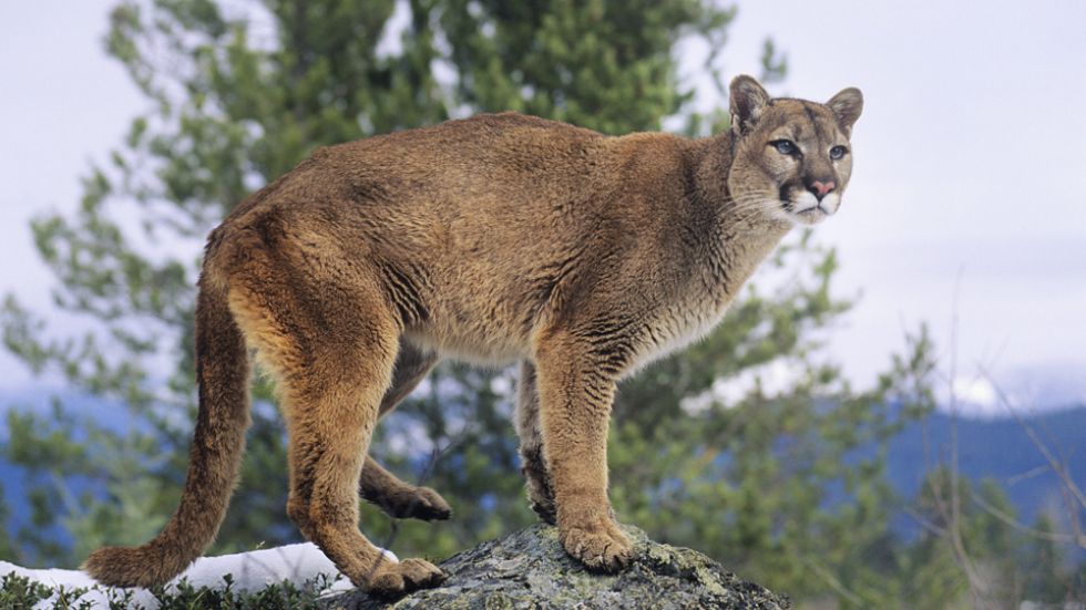 WildSafe BC issues public warning after multiple cougar sightings in Kamloops