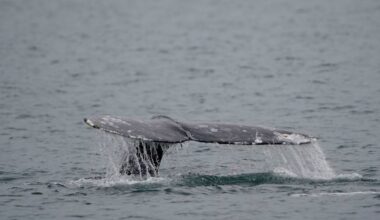 Shock as Jet Ski slams into grey whale off Vancouver beach