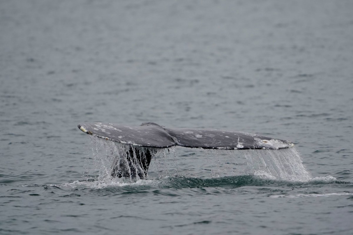 Shock as Jet Ski slams into grey whale off Vancouver beach