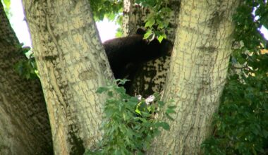 Hibernation is over: Learning how to coexist with Bears