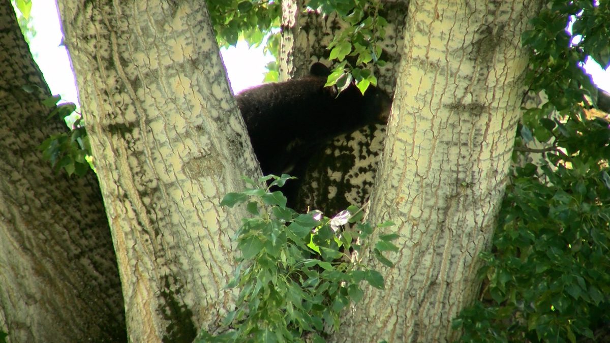 Hibernation is over: Learning how to coexist with Bears