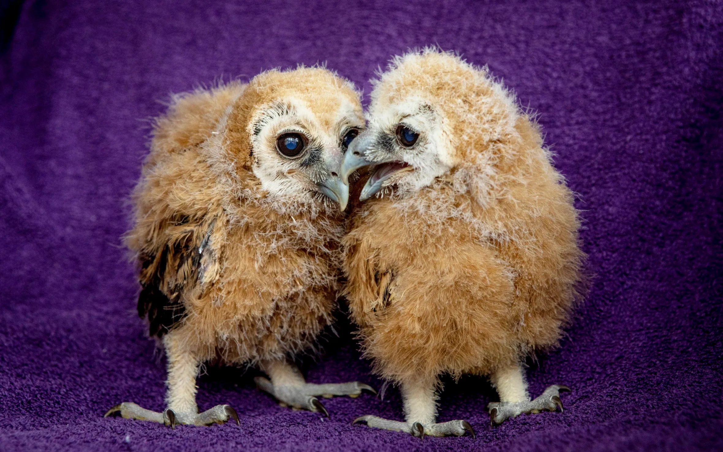 Two four-week-old mottled owl chicks on a purple blanket.