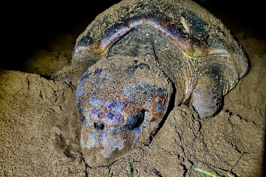 A close up photo of a turtle in the sand