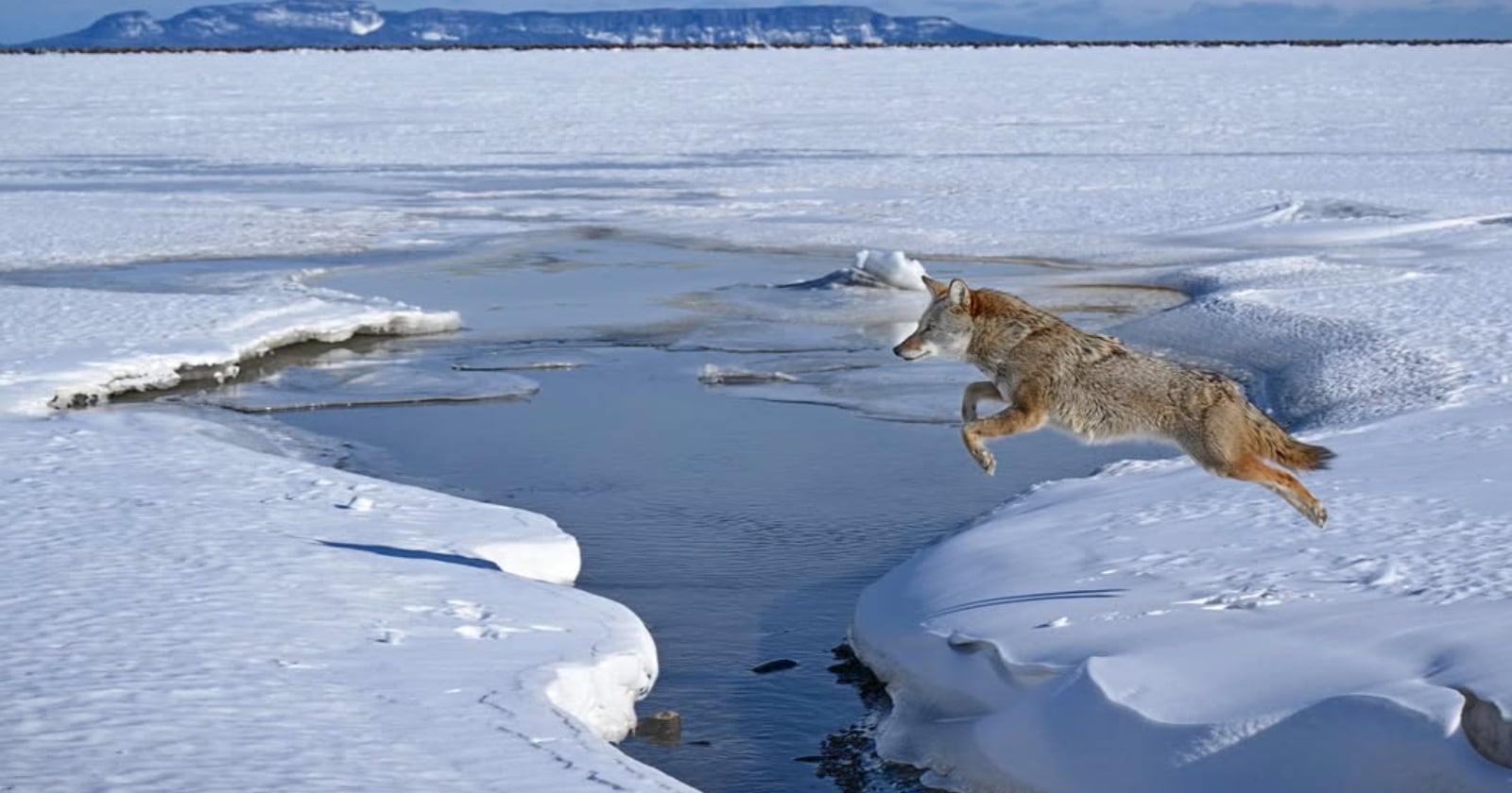 Photographer Waits Four Years to Capture Stunning Image of Coyote Mid-Air Over Ice