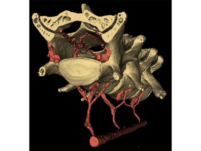 Movement Triggers a Hidden 'Brain Cleaning' Mechanism, Study Shows