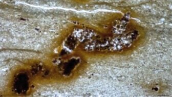 Filaments Ediacaran Microfossil
