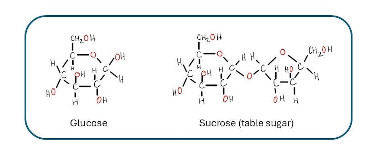 Illustration of simple sugars – glucose, on the left, is one sugar made up of carbon, hydrogen and oxygen. sucrose, on the right, looks like two glucose molecules linked together