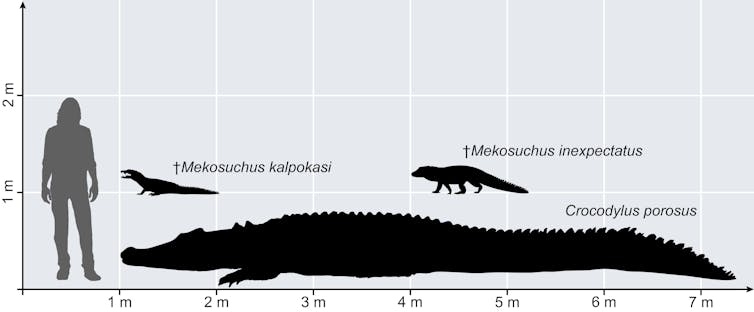 Diagram showing relative sizes of a human, a huge crocodile, and two small crocodiles.