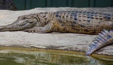 129,000 years of crocodiles: what we know about Australasia’s ancient apex predators