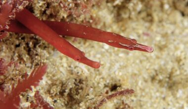 Rare male red pipefish carrying eggs on its trunk spotted in Sydney