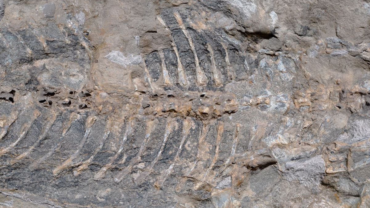 Mysterious Wall Stone Turned Out to Be an Unexpected Treasure : ScienceAlert