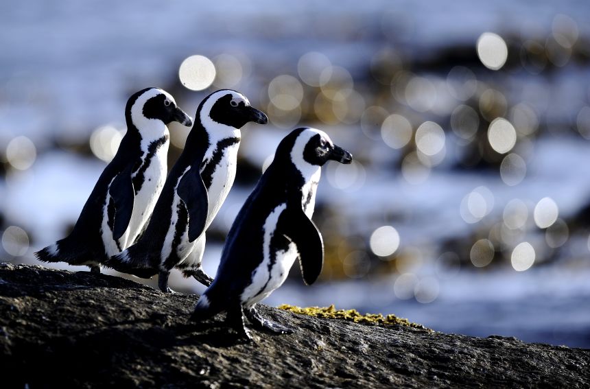 Endemic to Southern Africa, the critically endangered African penguin is currently facing a catastrophic population decline. A century ago, there were well over a million. Today, less than 10,000 breeding pairs remain. <strong>Click through the gallery to see more.</strong>