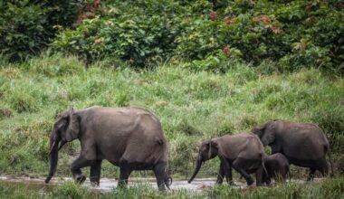 Your guitar may depend on elephant poop. Here’s why