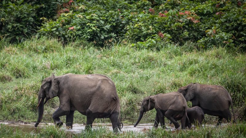 Your guitar may depend on elephant poop. Here’s why
